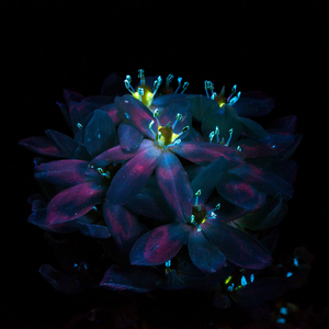 灵堂口爆美妇戴小宇
